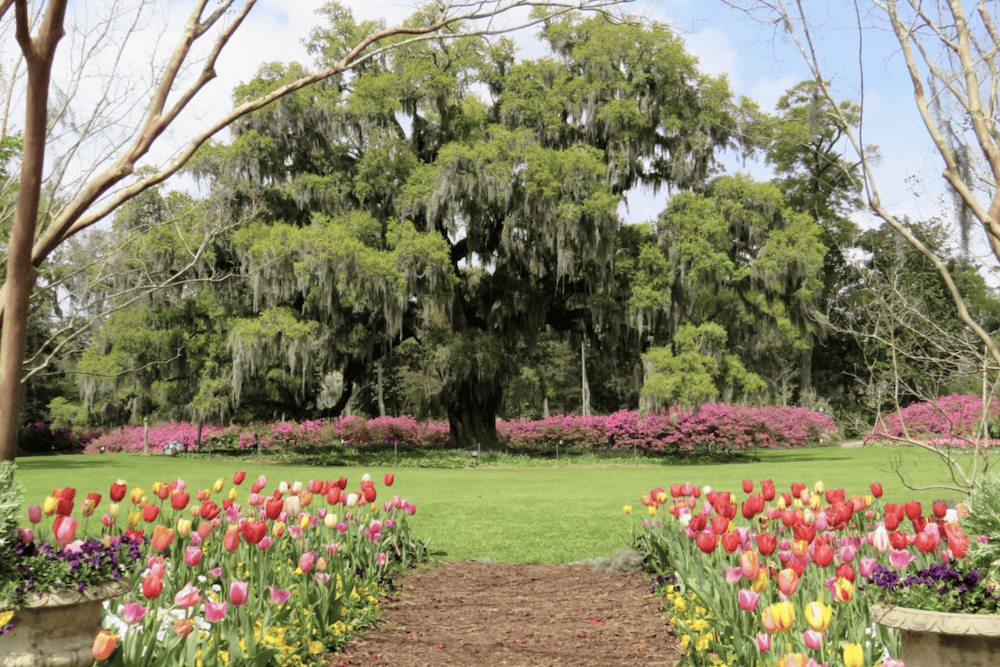 A path leads to a garden full of colorful tulips.